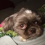 Baxter Richardson - @baxterthebrowndog - Instagram