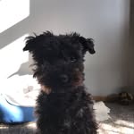 Baxter - @baxter_schmidt_ - Instagram