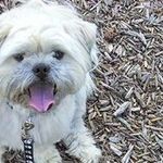 Baxter 🐶 - @_baxter.smith - Instagram
