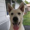 Baxter Smith - @k9_baxter - TikTok