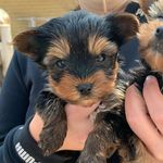 Baxter Smith the First - @baxtersmith_theyorkie - Instagram