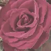 Bayan Odeh - @bayan.odeh17 - TikTok