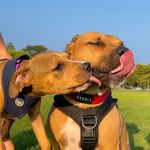 Baker&Baylee Rescue Staffies 🐾 - @baker__baylee - Instagram