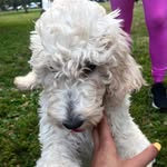 Baylee Rue Carson-Pickett - @thefabolousdoodlelife - Instagram