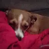 #Baylee Gordon - @bear_mydog - TikTok