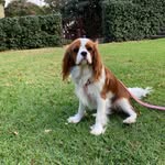 Baylee - King Charles Cavalier - @baylee_the_cavalier - Instagram