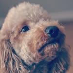 Baylee May - @bm_labradoodle - Instagram