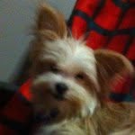 Baylee May Moore - @baylee_the_shorkie - Instagram