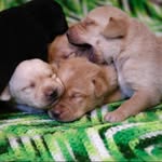 Bailey Porter - @knottycreeklabs - Instagram