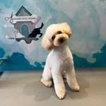 Bailey Stephens - @bailey_poodog - Instagram