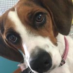 Baylee Thomas - @bayleethebeagle_ - Instagram