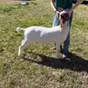 🐐🪶 Baylee 🪶🐐 - @baylee.walker3 - TikTok