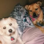 baylor & bella 🐶 - @baylorandbella - Instagram