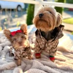 Baylor & Belly - @baylorandbelly - Instagram