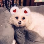 @baylor_and_bella - Instagram