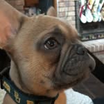 @baylorbellefrenchie - Instagram