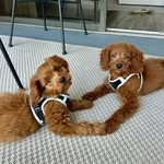 Bella + Baylor - @bella_and_baylor - Instagram
