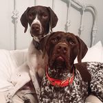 Baylor & Carter the GSP’s - @bc_gsp - Instagram
