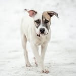 Baylor Evans - @baylorpaws - Instagram