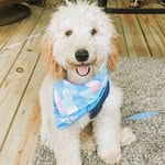 Baylor Johnson - @baylor.thedoodle.johnson - Instagram