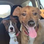 Baylor & Trudy Wilson - @da_wilson_pups - Instagram