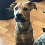 Baylor Wilson🐕 - @lifeofbaylorr - Instagram