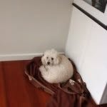 Baz Edwards - @baz_the_dog - Instagram