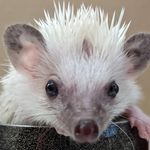 Bea Atkins - @hedgie.spike - Instagram