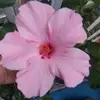 Bea Avalos - @beaavalos8 - TikTok