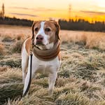 𝓑𝓪𝓲𝓵𝓮𝔂 🤍 - @beaglingaroundwithbailey - Instagram