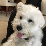 Blair Bear - @blairbear.852 - Instagram