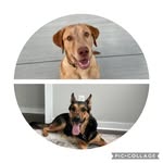 Bear & Boone - @_bearandboone - Instagram