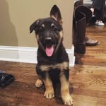 Bear and Boone - @adventures.of.bear.and.boone - Instagram