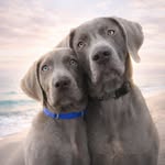 𝑩𝒆𝒂𝒖 𝒂𝒏𝒅 𝑩𝒐𝒐𝒏𝒆 🐾🩶 - @beauandboone.theweimaraners - Instagram