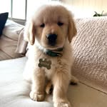 Boone 🦴 - @beachbumboone - Instagram