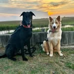 BOONE & BEAR - @lifewithbooneandbear - Instagram