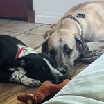 Boone the Dane & Bean the Pit - @boone_and_bean - Instagram