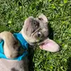 Bean - @beanburt - TikTok