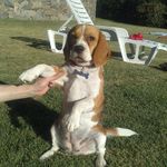 Antonia & Fermina The Beagles - @beag_lover - Instagram