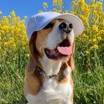 Beagle Lovers - @beagloverss - Instagram