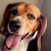 Beaglover 🐶 - @gangsteryhl - TikTok
