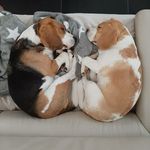 Largo Praline - @largo_praline_beaglover - Instagram