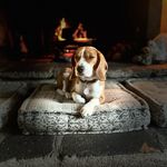 Rhea des 3 Massifs - @beagloverhea - Instagram