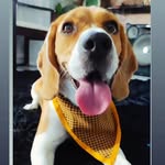 gregory_beagle - @beagle_gregory - Instagram