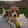 Andrew Stagnell - @beaglemiley - TikTok