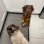 Beau & Miley - @beauandmiley - Instagram