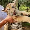 Beast_trainer - @beast_trainer - TikTok