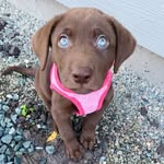 Kona Bean Corral - @konabeancorral - Instagram