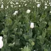 Beant Singh - @beantsingh53 - TikTok
