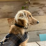 Bear Barnes - @bear__the__doxie - Instagram